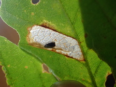 Phyllonorycter aeriferella