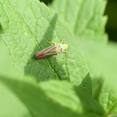 Graphocephala coccinea
