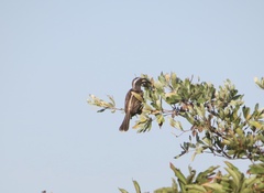 Lophoceros nasutus