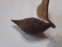 Amphibolips quercusilicifoliae