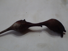 Zapatella quercusphellos