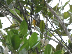 Spindalis nigricephala