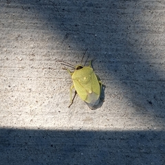 Chlorochroa uhleri
