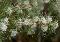 Hakea lissocarpha