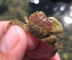 Hemigrapsus oregonensis