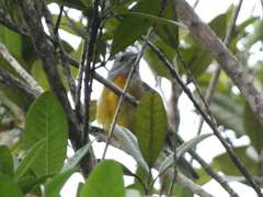 Spindalis nigricephala