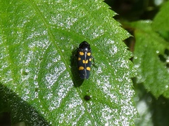 Schildola opaca