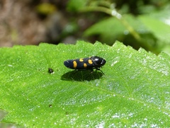 Schildola opaca