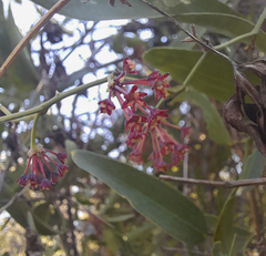 Smilax campestris