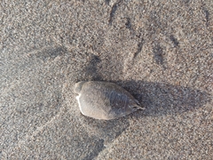 Emerita analoga