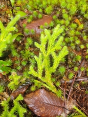 Lycopodium