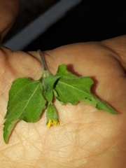 Calyptocarpus vialis