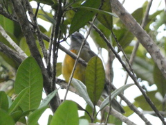 Spindalis nigricephala