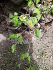 Calyptocarpus vialis