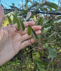 Smilax campestris
