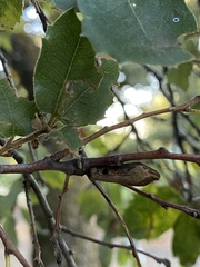 Heteroecus pacificus