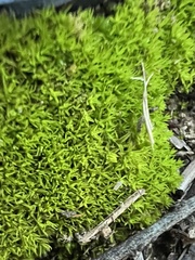 Tortella squarrosa