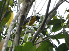 Spindalis nigricephala