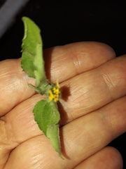 Calyptocarpus vialis