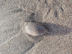 Emerita analoga