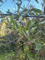 Smilax campestris