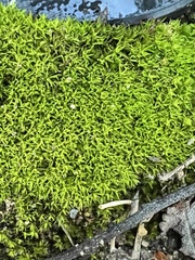 Tortella squarrosa