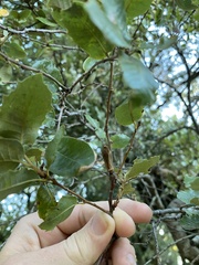 Heteroecus pacificus