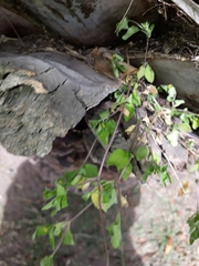 Calyptocarpus vialis