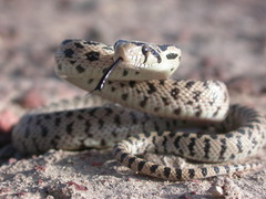 Pituophis catenifer deserticola