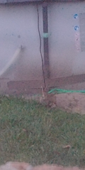 Leporidae