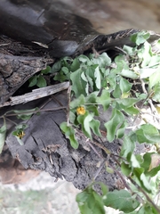 Calyptocarpus vialis