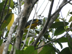 Spindalis nigricephala