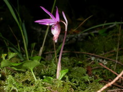 Calypso bulbosa occidentalis