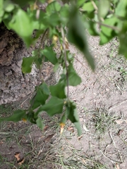 Calyptocarpus vialis