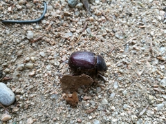 Phyllognathus excavatus