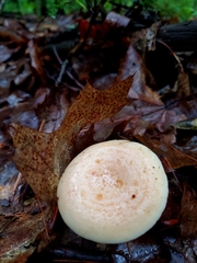 Lactarius chrysorrheus