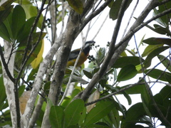 Spindalis nigricephala