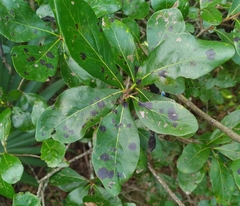 Quercus laurifolia