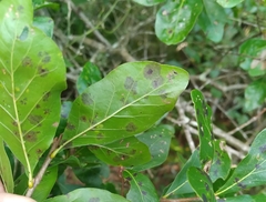 Quercus laurifolia