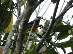 Spindalis nigricephala