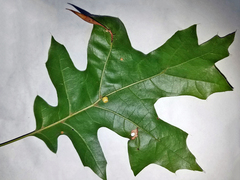 Amphibolips quercuscoelebs