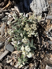 Pseudognaphalium stramineum