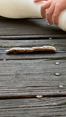 Gloeoporus dichrous