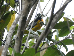 Spindalis nigricephala