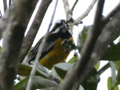 Spindalis nigricephala