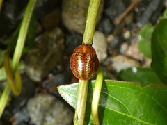 Chelymorpha alternans