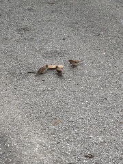 Passer domesticus