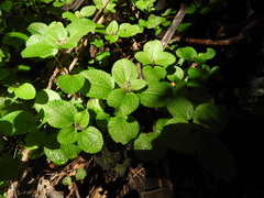 Pilea nummulariifolia