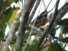 Spindalis nigricephala