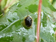Charidotella semiatrata